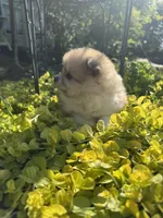 Suzy, a female Pomeranian for sale in Coldwater, MS – Photo 7 of 7