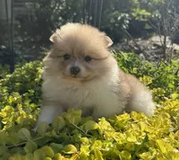Suzy, a female Pomeranian for sale in Coldwater, MS – Photo 2 of 7