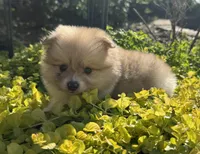 Suzy, a female Pomeranian for sale in Coldwater, MS – Photo 5 of 7