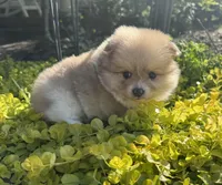 Suzy, a female Pomeranian for sale in Coldwater, MS – Photo 6 of 7
