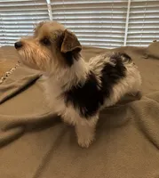 Hank, a male Yorkshire Terrier for sale in Coldwater, MS – 4 of 4