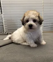 Solo, a male Shichon for sale in Coldwater, MS – 6 of 9