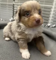 Rocky, a male Miniature Aussiedoodle for sale in Coldwater, MS – Photo 1 of 4