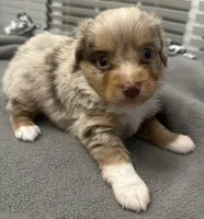 Rocky, a male Miniature Aussiedoodle for sale in Coldwater, MS – Photo 4 of 4
