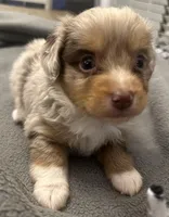 Rocky, a male Miniature Aussiedoodle for sale in Coldwater, MS – Photo 3 of 4