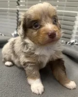Rocky, a male Miniature Aussiedoodle for sale in Coldwater, MS – Photo 2 of 4