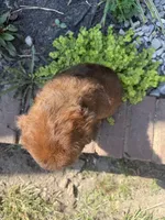 Amber, a female Cockapoo for sale in Coldwater, MS – 3 of 5