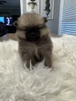 Ranger, a male Pomeranian for sale in Coldwater, MS – 3 of 7