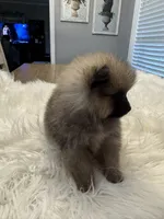 Ranger, a male Pomeranian for sale in Coldwater, MS – 6 of 7
