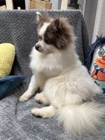 Palmer, a male Pomeranian for sale in Coldwater, MS – Photo 6 of 6