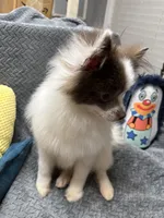 Palmer, a male Pomeranian for sale in Coldwater, MS – Photo 2 of 6