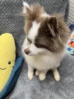 Palmer, a male Pomeranian for sale in Coldwater, MS – Photo 5 of 6