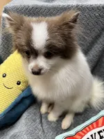 Palmer, a male Pomeranian for sale in Coldwater, MS – Photo 3 of 6