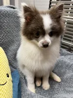 Palmer, a male Pomeranian for sale in Coldwater, MS – Photo 1 of 6