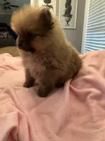 Ruby, a female Pomeranian for sale in Coldwater, MS – 6 of 6