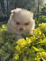 Milo, a male Pomeranian for sale in Coldwater, MS – Photo 5 of 6