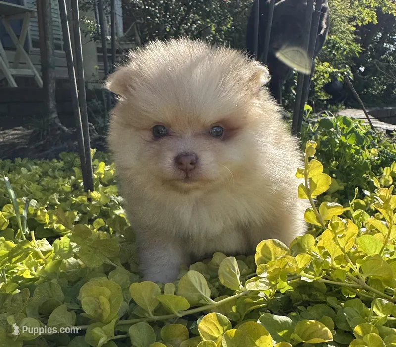 Milo – Pomeranian puppy for sale in Coldwater, MS