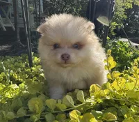 Milo, a male Pomeranian for sale in Coldwater, MS – Photo 1 of 6