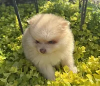Milo, a male Pomeranian for sale in Coldwater, MS – Photo 4 of 6