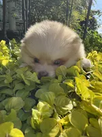 Milo, a male Pomeranian for sale in Coldwater, MS – Photo 6 of 6