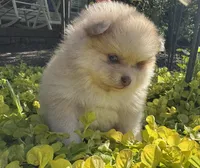 Milo, a male Pomeranian for sale in Coldwater, MS – Photo 2 of 6