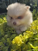 Milo, a male Pomeranian for sale in Coldwater, MS – Photo 3 of 6