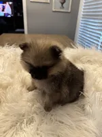 Ranger, a male Pomeranian for sale in Coldwater, MS – 5 of 7