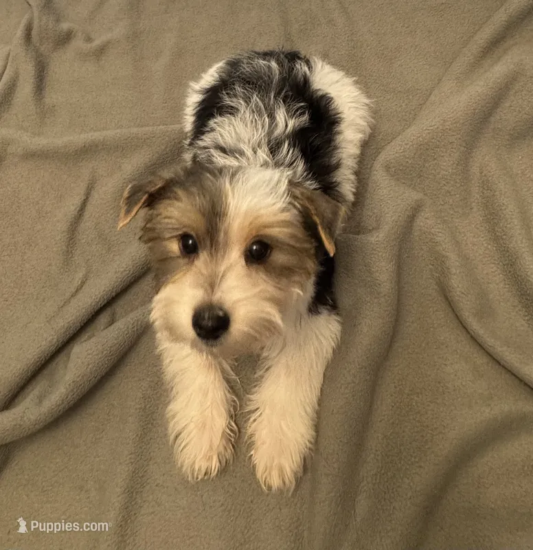 Hank – Yorkshire Terrier puppy for sale in Coldwater, MS