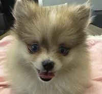 Indy, a female Pomeranian for sale in Coldwater, MS – Photo 1 of 6