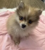 Indy, a female Pomeranian for sale in Coldwater, MS – Photo 4 of 6