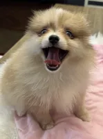 Indy, a female Pomeranian for sale in Coldwater, MS – Photo 5 of 6