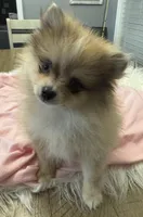 Indy, a female Pomeranian for sale in Coldwater, MS – Photo 3 of 6
