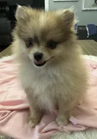 Indy, a female Pomeranian for sale in Coldwater, MS – Photo 2 of 6