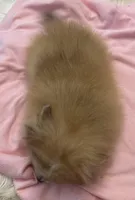 Indy, a female Pomeranian for sale in Coldwater, MS – Photo 6 of 6