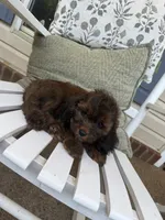 Rusty, a male Cockapoo for sale in Coldwater, MS – 5 of 5