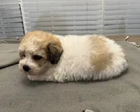 Solo, a male Shichon for sale in Coldwater, MS – 3 of 9