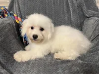 Champ, a male Bichon Frise for sale in Coldwater, MS – Photo 9 of 10