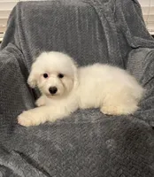 Champ, a male Bichon Frise for sale in Coldwater, MS – Photo 10 of 10