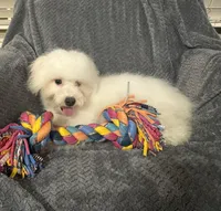 Champ, a male Bichon Frise for sale in Coldwater, MS – Photo 3 of 10