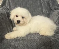 Champ, a male Bichon Frise for sale in Coldwater, MS – Photo 2 of 10