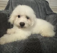 Champ, a male Bichon Frise for sale in Coldwater, MS – Photo 8 of 10