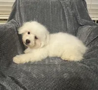 Champ, a male Bichon Frise for sale in Coldwater, MS – Photo 4 of 10