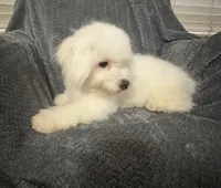 Champ, a male Bichon Frise for sale in Coldwater, MS – Photo 7 of 10