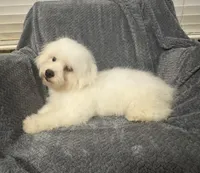 Champ, a male Bichon Frise for sale in Coldwater, MS – Photo 5 of 10