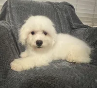 Champ, a male Bichon Frise for sale in Coldwater, MS – Photo 6 of 10