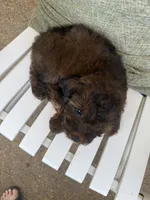 Rusty, a male Cockapoo for sale in Coldwater, MS – 3 of 5