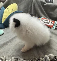 Bandit, a male Pomeranian for sale in Coldwater, MS – Photo 7 of 9