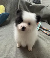 Bandit, a male Pomeranian for sale in Coldwater, MS – Photo 3 of 9