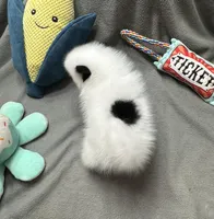 Bandit, a male Pomeranian for sale in Coldwater, MS – Photo 9 of 9