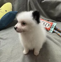 Bandit, a male Pomeranian for sale in Coldwater, MS – Photo 6 of 9